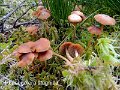 Phaeogalera stagnina-amf2111
